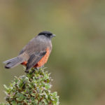 Colombia birding tours