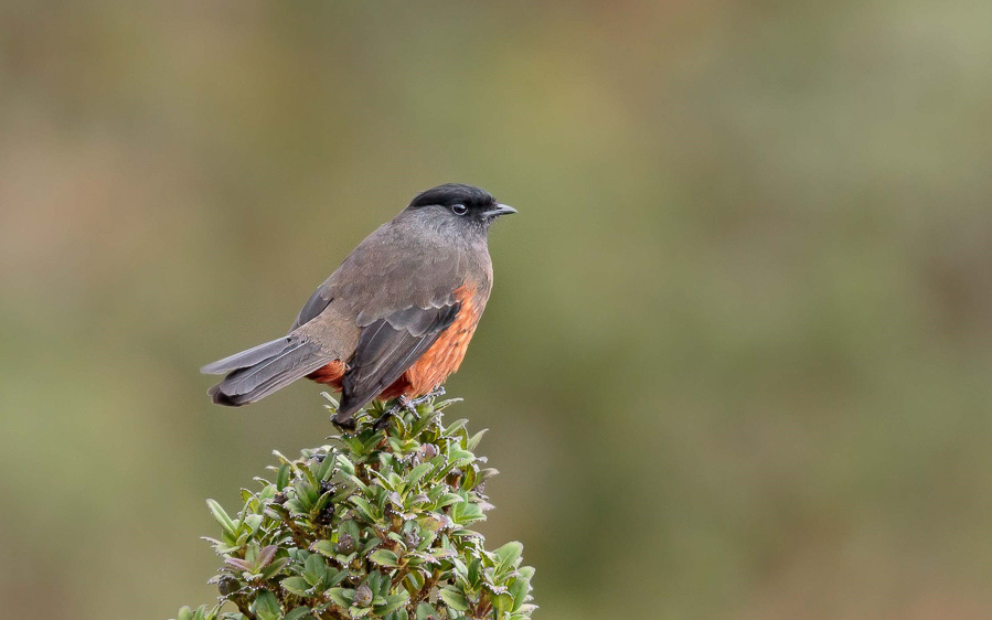 Colombia birding tours