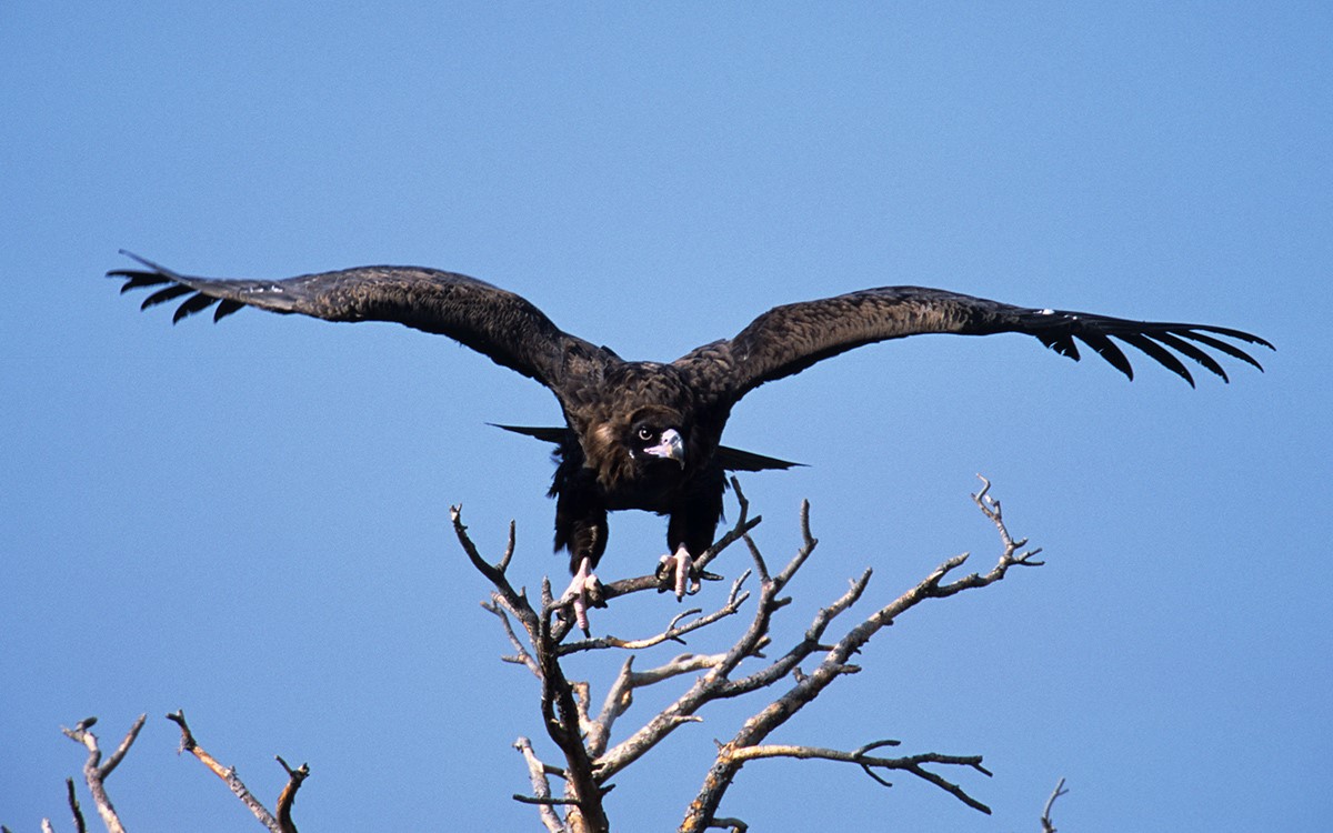 Greece Fall birding tours