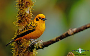 Colombia birding tours