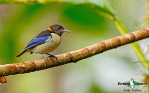 Colombia birding tours