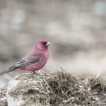 Georgia birding tours