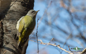 Turkey birding tours