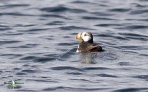 Alaska birding tours