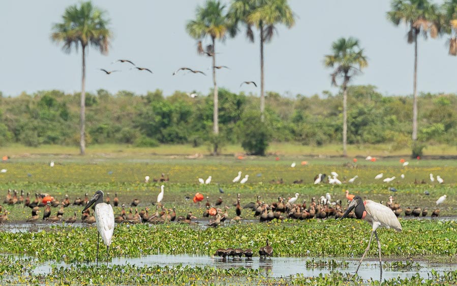 Colombia birding tours