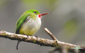 Jamaican birding tours