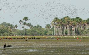 Colombia birding tours