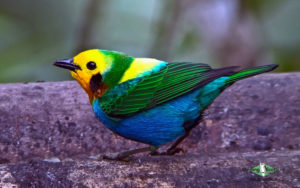 Colombia birding tours