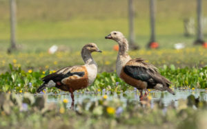 Colombia birding tours