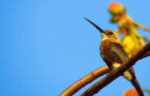 Colombia birding tours