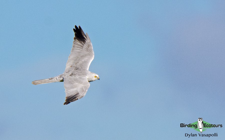 Greece Fall birding tours