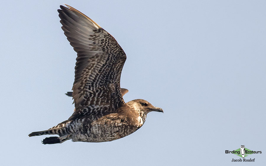 Alaska birding tours