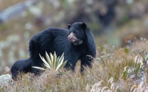 Bogota and Medellin birding tours