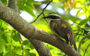 Colombia birding tours