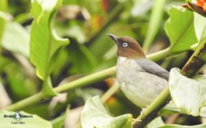 Jamaican birding tours