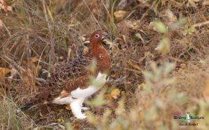 Alaska birding tours