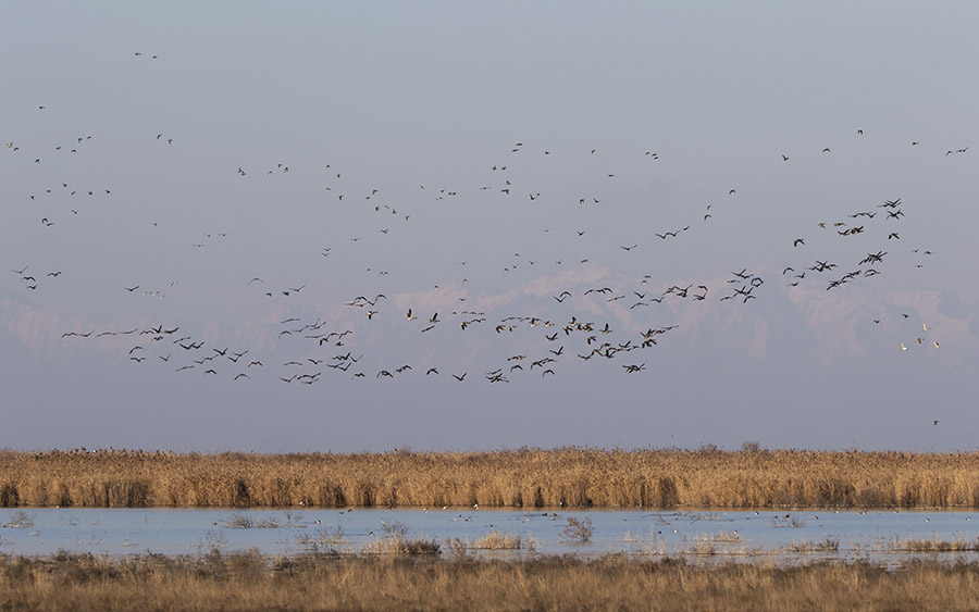 Azerbaijan birding tours