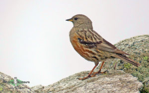 Georgia birding tours