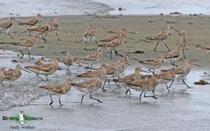 Samoa birding tours