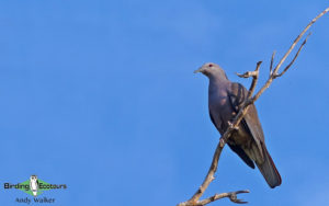 Fiji birding tours