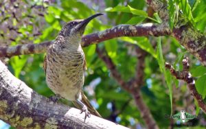 New Caledonia birding tours