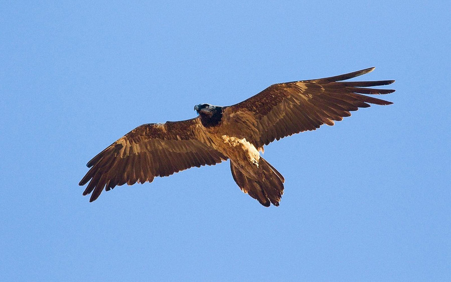 Georgia birding tours