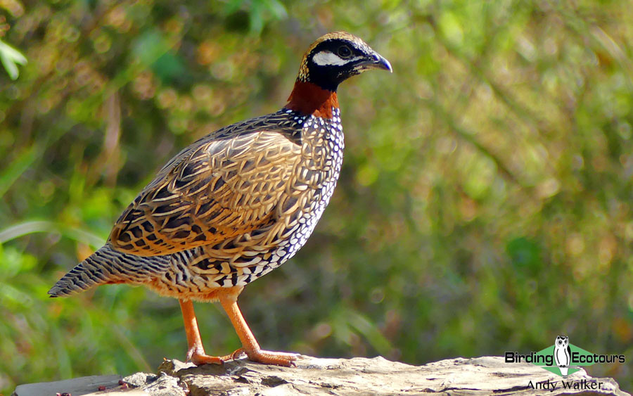 Azerbaijan birding tours