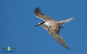 Samoa birding tours