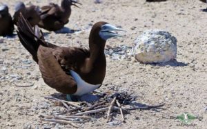 Samoa birding tours