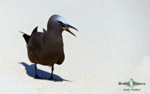 Samoa birding tours