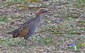 Samoa birding tours