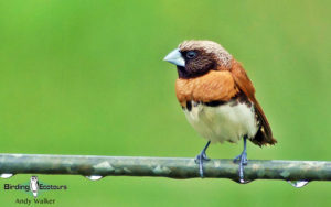 New Caledonia birding tours