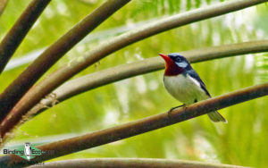 Fiji birding tours