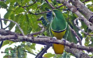 New Caledonia birding tours