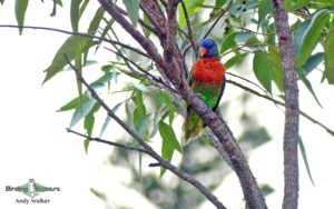 New Caledonia birding tours