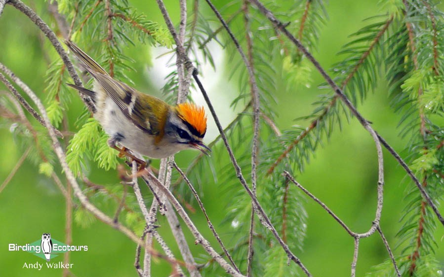 New Birding Ecotours office