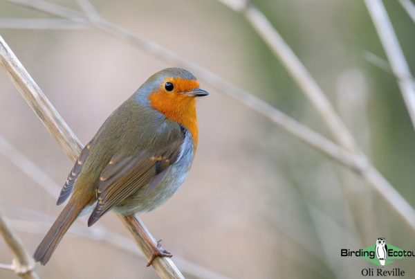 New Birding Ecotours office