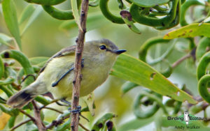 New Caledonia birding tours