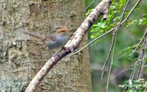 Fiji birding tours