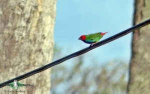 Fiji birding tours