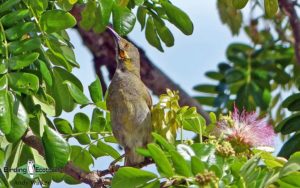 Fiji birding tours