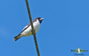 Fiji birding tours