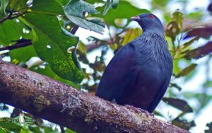 New Caledonia birding tours