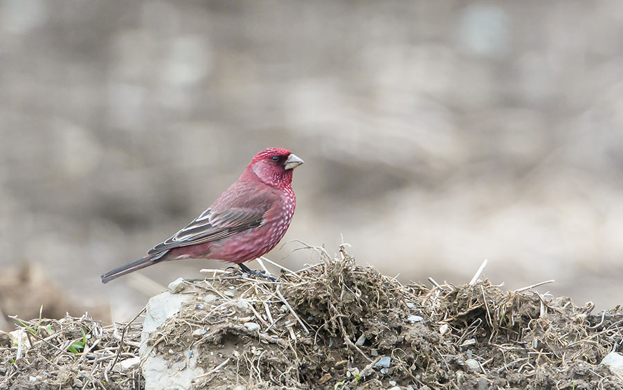 Georgia birding tours