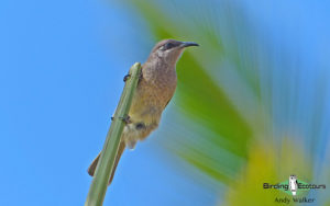 New Caledonia birding tours