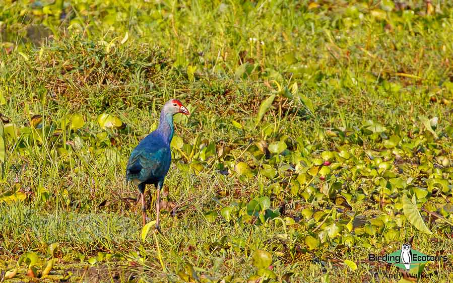 Azerbaijan birding tours