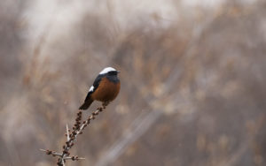 Georgia birding tours