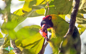 New Caledonia birding tours
