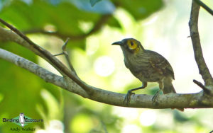Fiji birding tours