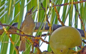 Fiji birding tours